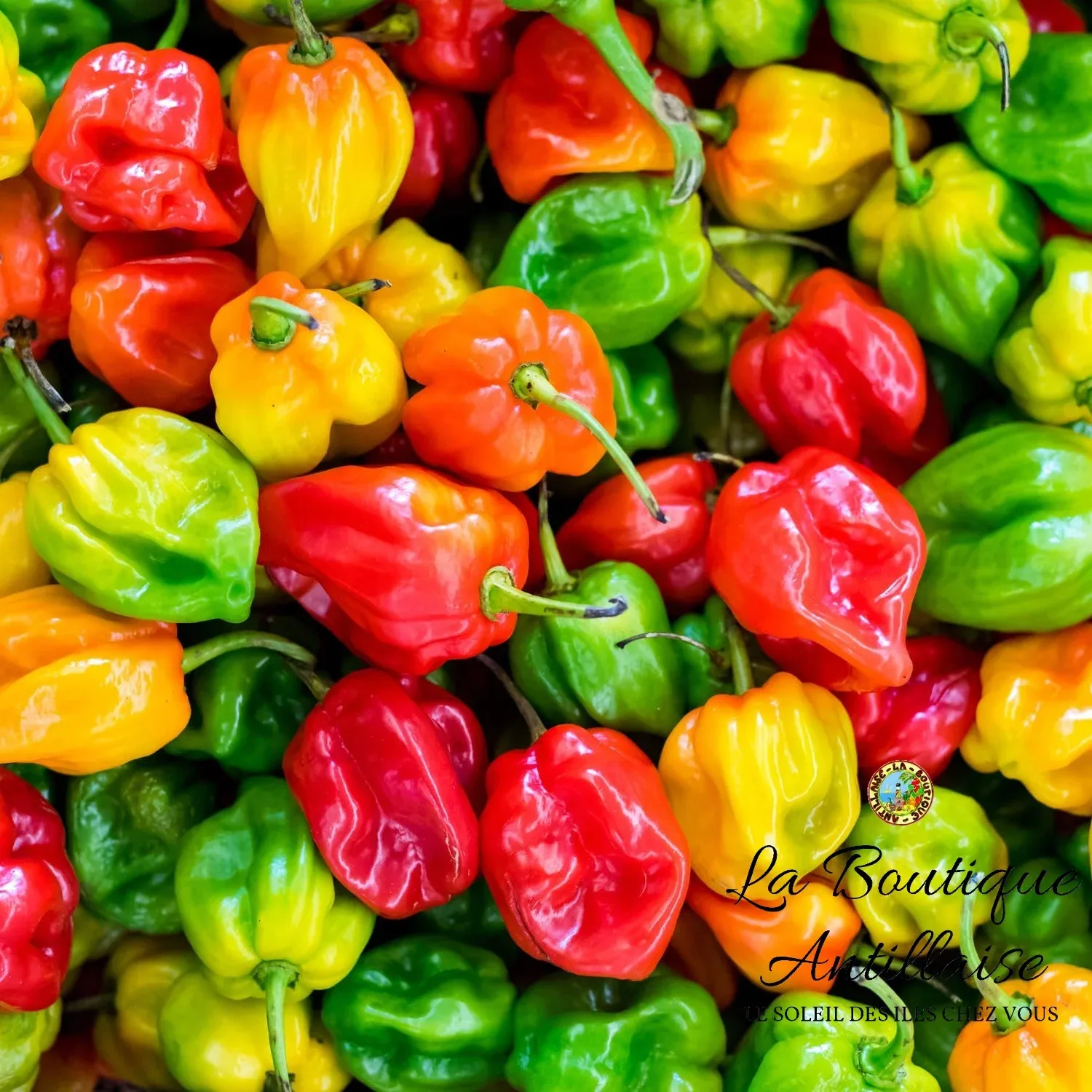 Piments antillais frais